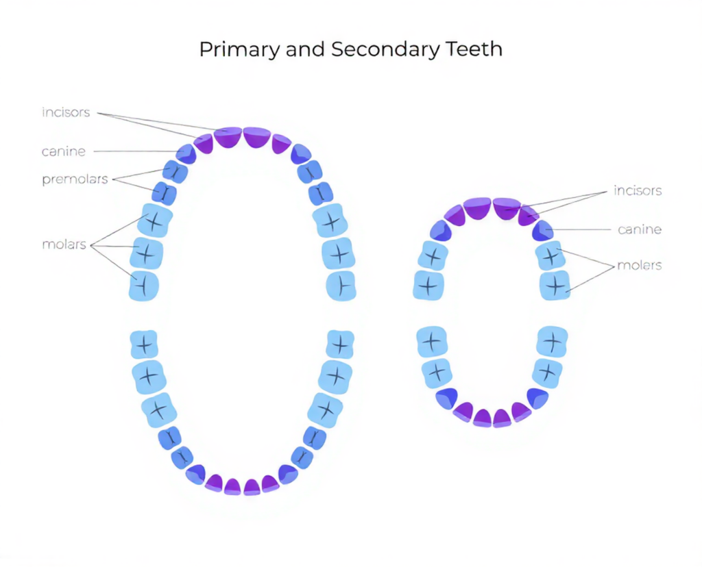 Parents’ response to a chipped tooth depends partly on whether the tooth is primary or permanent.