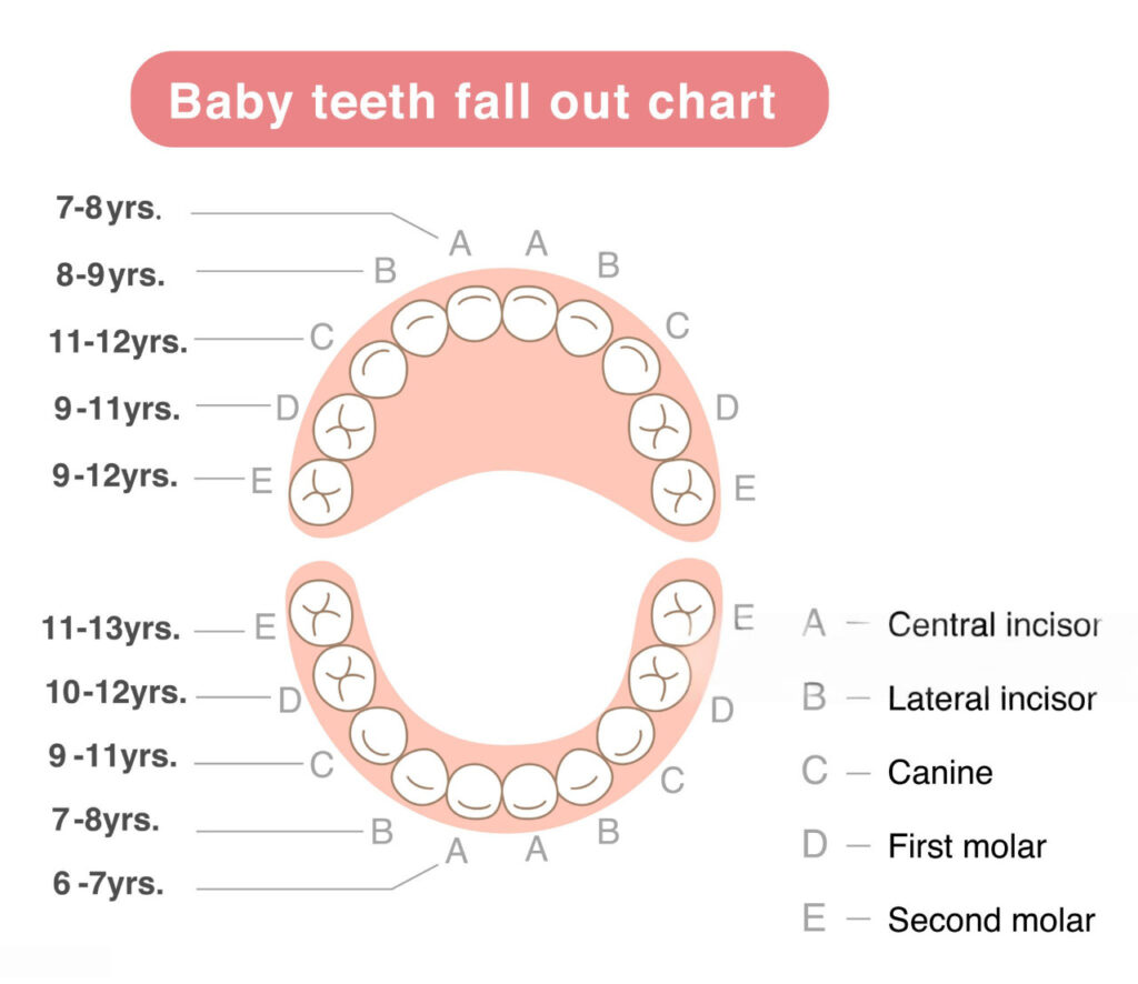 Not every missing baby tooth carries the same risk of space loss.